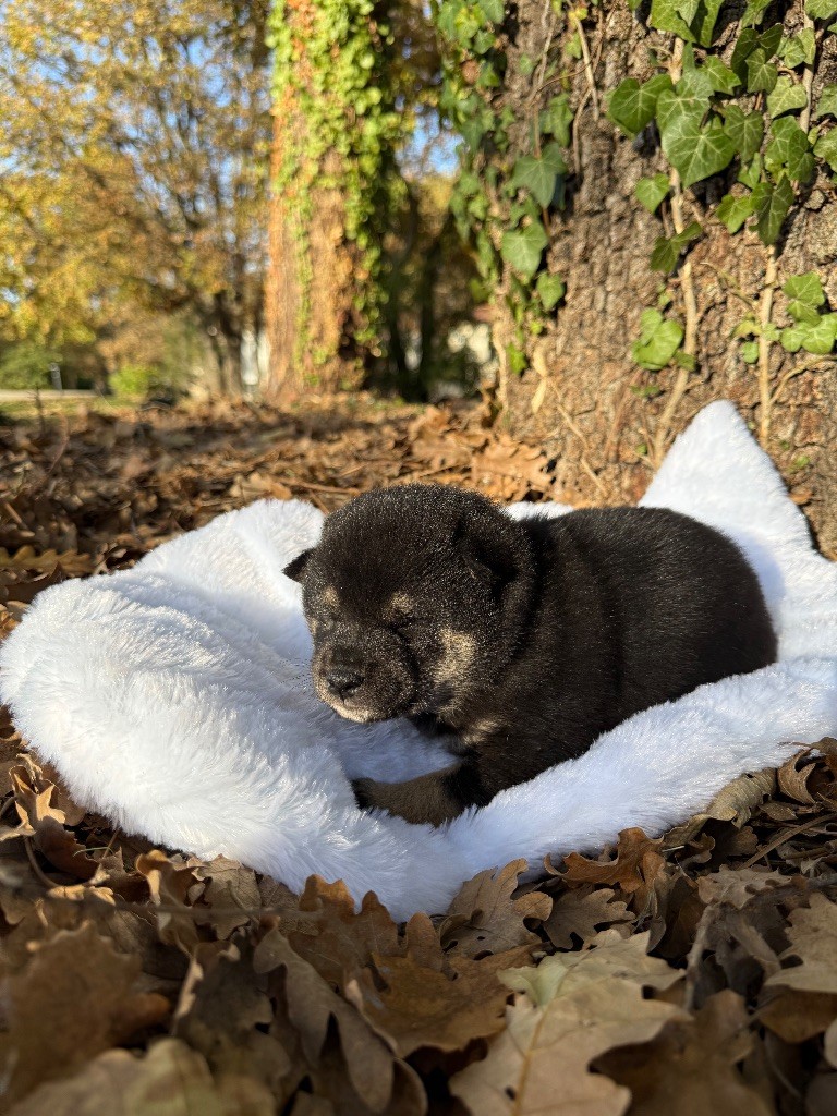 Des Renards Du Castrum - Chiots disponibles - Shiba