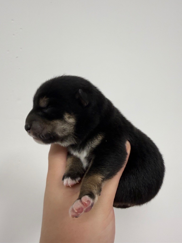 Des Renards Du Castrum - Chiots disponibles - Shiba