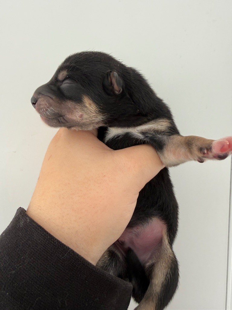 Des Renards Du Castrum - Chiots disponibles - Shiba