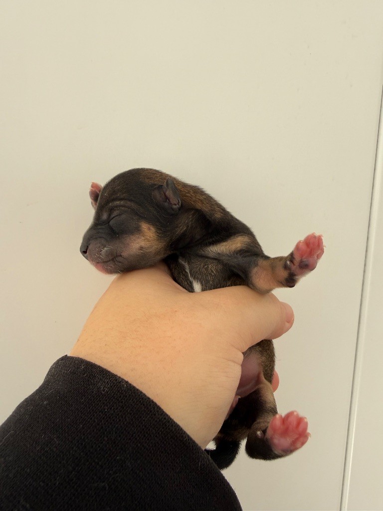 Des Renards Du Castrum - Chiots disponibles - Shiba