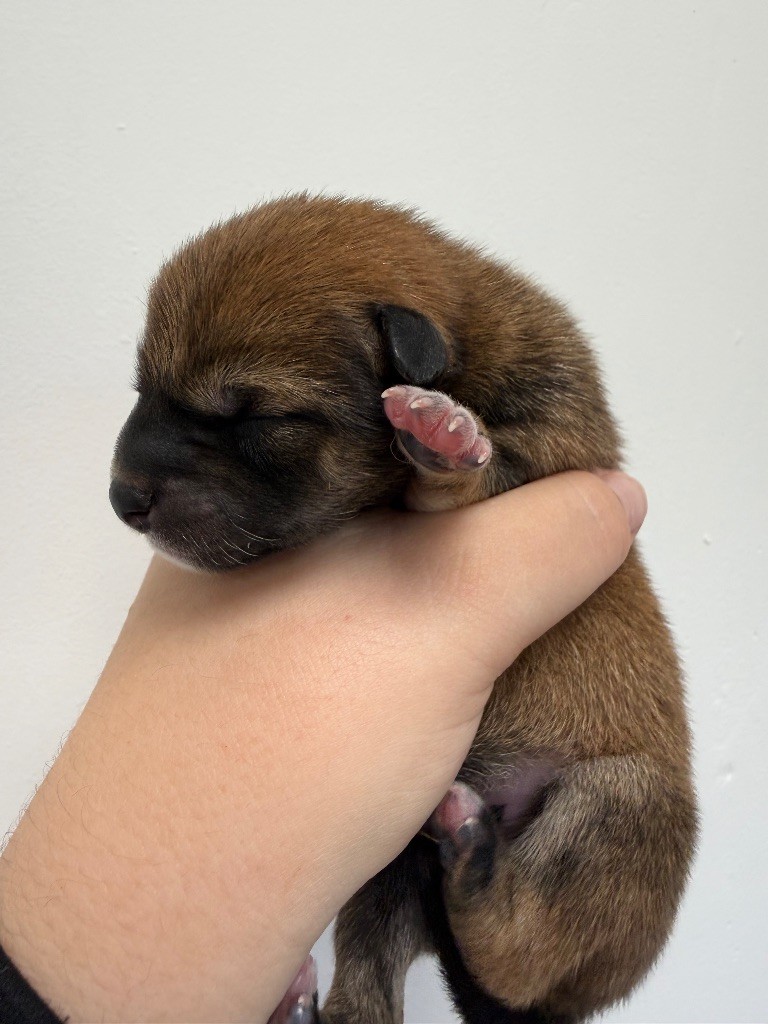 Des Renards Du Castrum - Chiots disponibles - Shiba