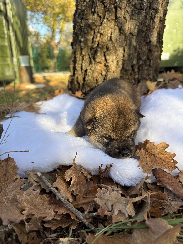 Des Renards Du Castrum - Chiots disponibles - Shiba