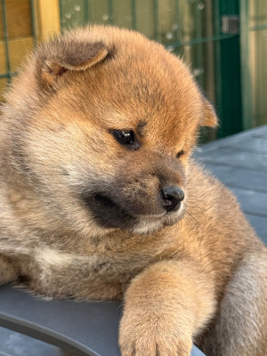 BANJI