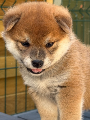 BAMIKO