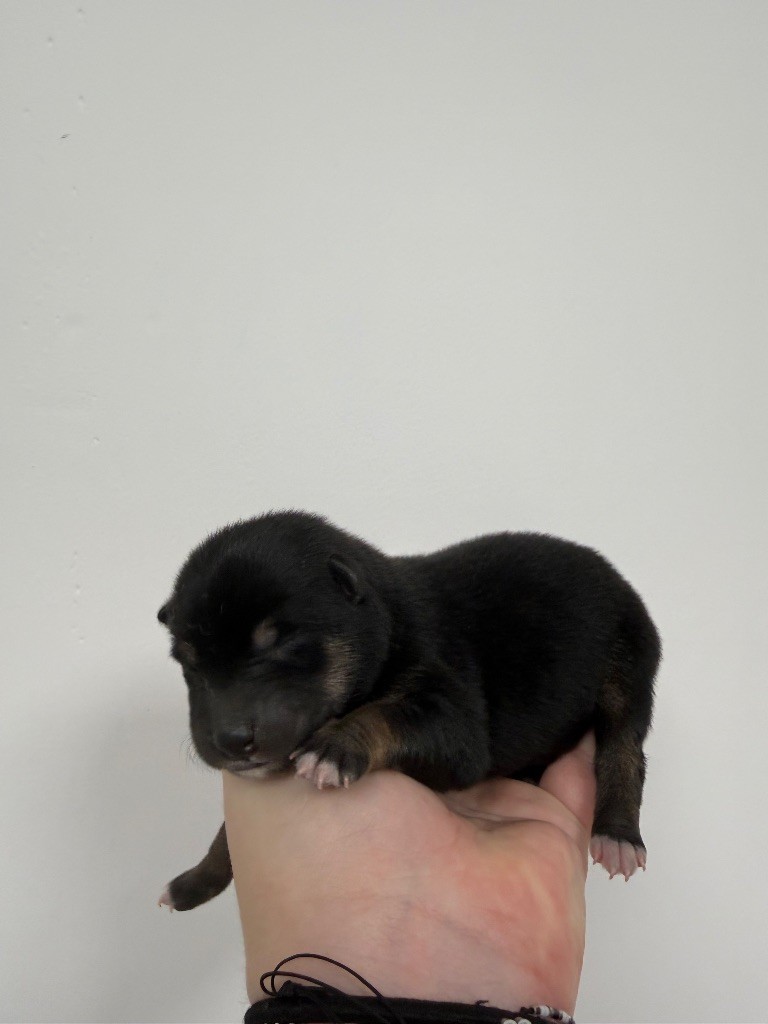 Des Renards Du Castrum - Chiots disponibles - Shiba