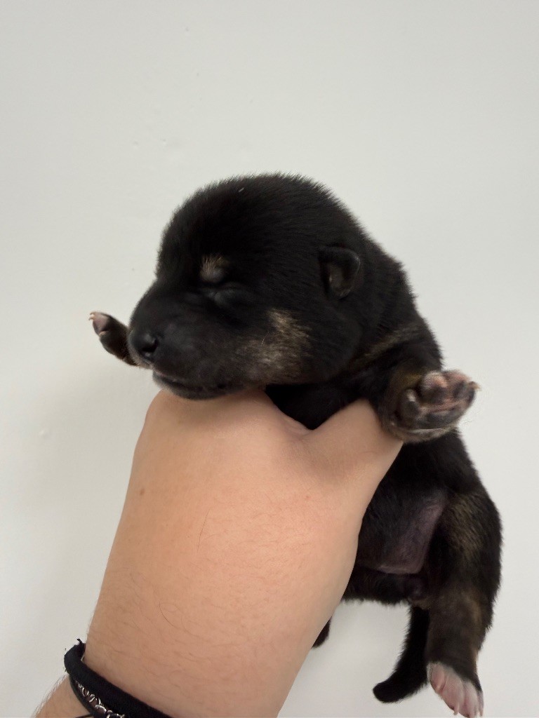 Des Renards Du Castrum - Chiots disponibles - Shiba