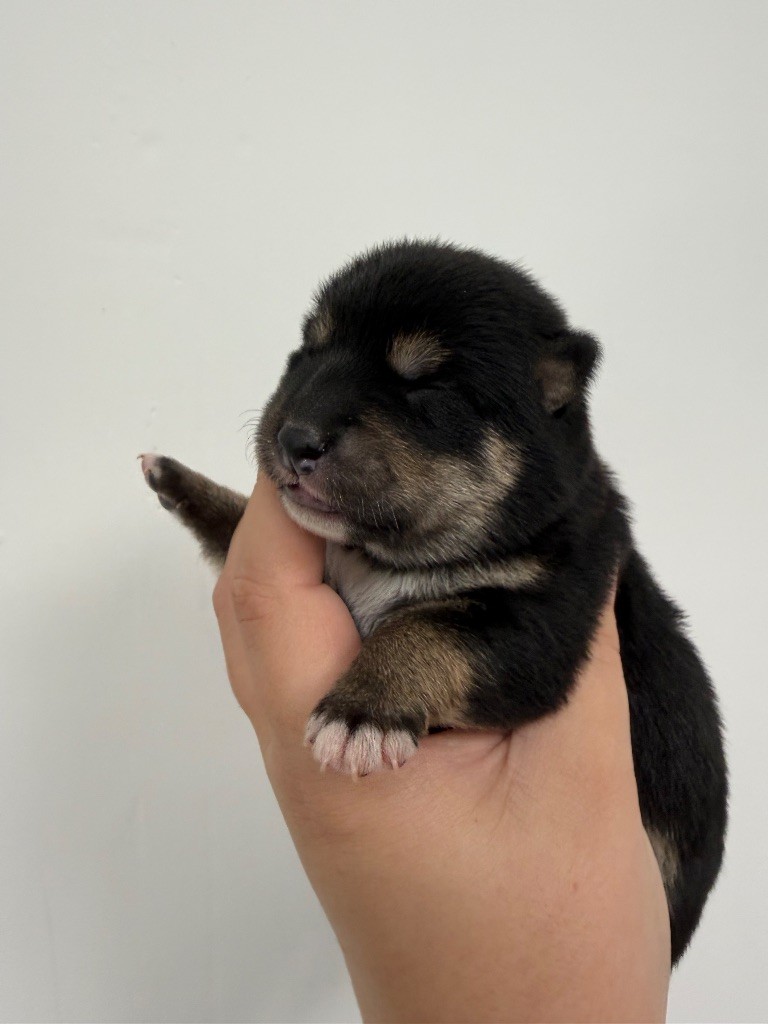 Des Renards Du Castrum - Chiots disponibles - Shiba