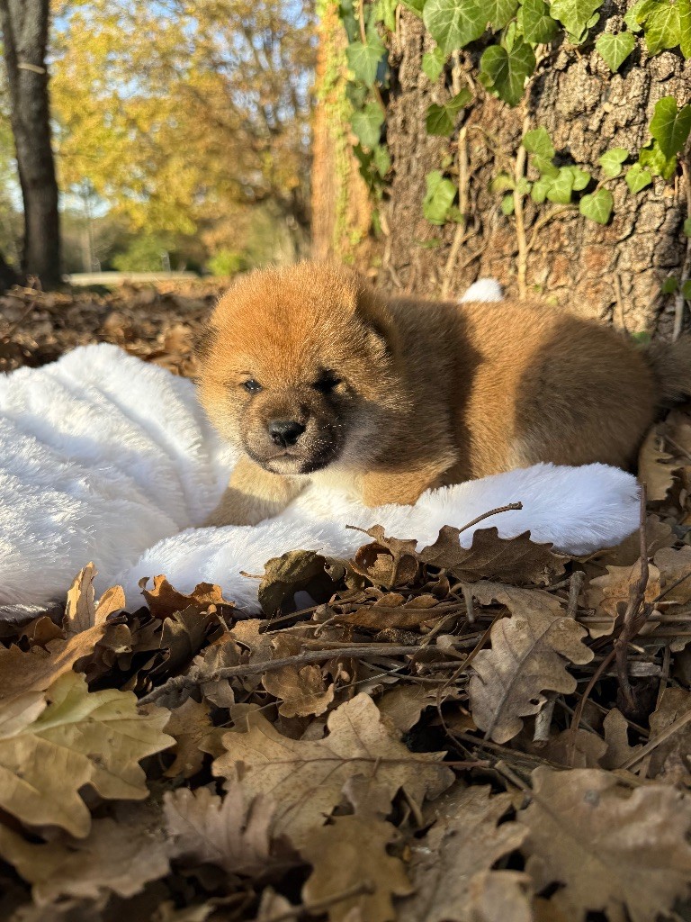 Des Renards Du Castrum - Chiots disponibles - Shiba