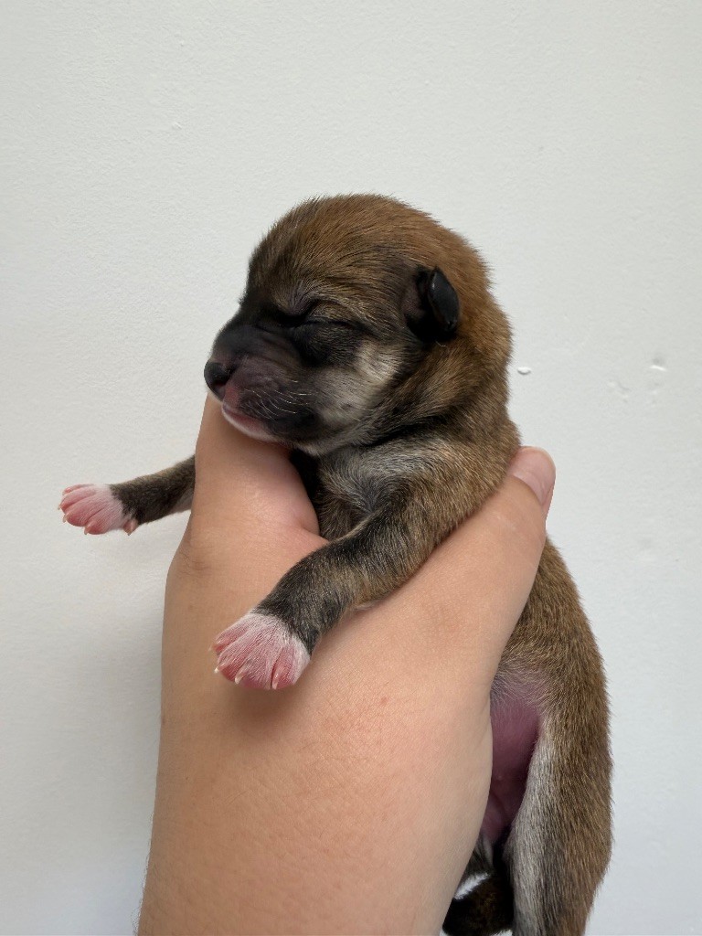 Des Renards Du Castrum - Chiots disponibles - Shiba